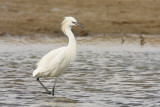 Reddish Egret  08.jpg