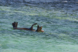 Galapagos Sea Lion San Cristobal