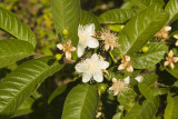 Flora in Isabela Highlands