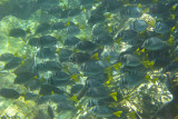Surgeonfish at Gardner Bay, Espanola