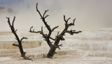 Mammoth Hot Springs Terraces 06