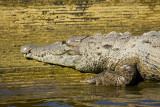 Saltwater Crocodile Portrait
