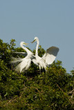 Great Egret Pair - Stick Presentation