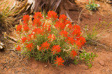 Canyonlands Wildflowers
