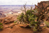 Twisted Juniper At Green River Overlook
