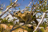 Bryce Squirrel Looking for Handout