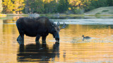 Young Bull Moose in Sprague Lake