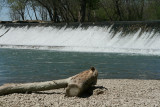 The Dam & the log