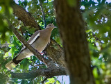 Whitewing Dove