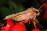 Flounced Chestnut, Egeugle, Agrochola helvola 2