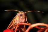 Flounced Chestnut, Egeugle, Agrochola helvola 1