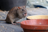 Brown Rat,  Rattus norvegicus, Brun Rotte 2