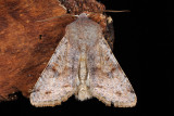 Clouded Drab, Orthosia incerta, Broget Forrsugle 5