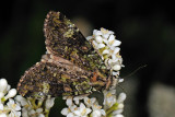 Green Arches, Anaplectoides prasina, Olivengrn Jordugle 2