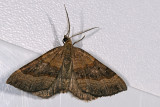 Shaded Broad-bar, Scotopteryx chenopodiata, Almindelig Spidsvingemler 1