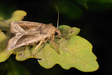 Rosy Rustic, Hydraecia micacea, Kartoffelugle 4