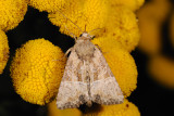 Cloaked Minor, Mesoligia furuncula 1