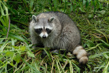 Raccoon, Procyon lotor, Vaskebjrn 2