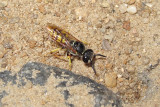 European beewolf, Philanthus triangulum, Biulv 1