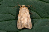 Shoulder-striped Wainscot, Mythimna comma 1