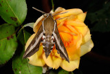 Bedstraw Hawk-moth, Hyles gallii, Snerresvrmer 2
