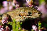 Viviparous lizard, Zootoca vivipara, Skovfirben 4
