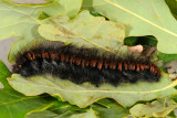 Fox Moth, Macrothylacia rubi, Brombrspinder 1