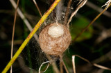 Wasp spider, Argiope bruennichi, Hvepseedderkop 2