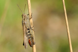 Common field grasshopper, Chorthippus brunneus, Almindelig markgrshoppe 1