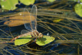 Brown Hawker, Aeshna grandis, Brun Mosaikguldsmed 7