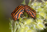 The Striped Shield Bug, Graphosoma lineatum, Stribetæge 1