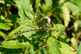 Green Snaketail, Ophiogomphus cecilia, Grn Klleguldsmed 3