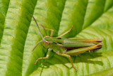 Grasshopper, Grshoppe 2