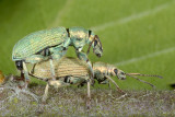 Phyllobius calcaratus 1