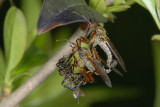 Dance Fly, Empis tesselata, Stor danseflue 3