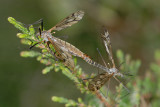 Crane Flies, Stankelben 1