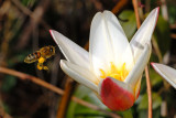Bee and tulip 2