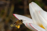 Bee and tulip 4