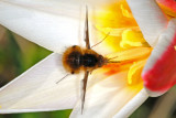 Bee Fly on tulip, Bombylius major, Stor humleflue 1