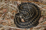 Common European adder, Vipera berus, Hugorm 8