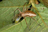 Nursery-web spider, Pisaura mirabilis, Almindelig Rovedderkop 1