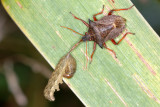Spiked Shield Bug, Picromerus bidens, Torntæge 2
