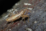 Nabis limbatus, Bred nymfetæge 1