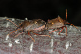 Spiked Shield Bug, Picromerus bidens, Torntge 5