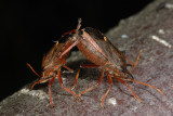 Spiked Shield Bug, Picromerus bidens, Torntge 6