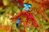 Roundleaf Sundew, Drosera rotundifolia, Rundbladet Soldug 1