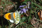 Orange Tip, Anthocharis cardamines, Aurora 3