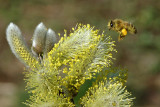 Bee collecting pollen 5