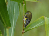 Hooded Siskin4