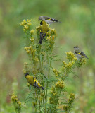 Hooded Siskin5